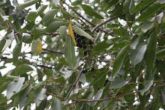 Syzygium cumini